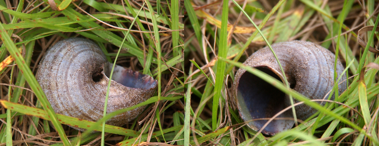 [Two photos spliced together. The one on the left is top-down view of the curled shell in the grass. There are lines which curve around the shell and lead to the opening. The view on the right is looking right into the opening of where a creature once lived.]